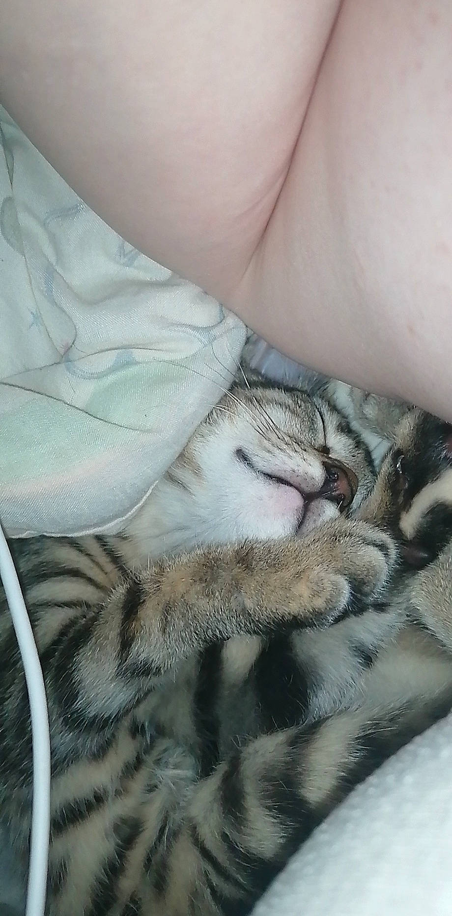 Tabitha joined the competition — help win amazing prizes! american_shorthair, asian, carnivore, cat, claw, domestic_short_haired_cat, dragon_li, egyptian_mau, european_shorthair, felidae, fur, kitten, mammal, nap, paw, pixie_bob, sleep, small_to_medium_sized_cats, tabby_cat, whiskers