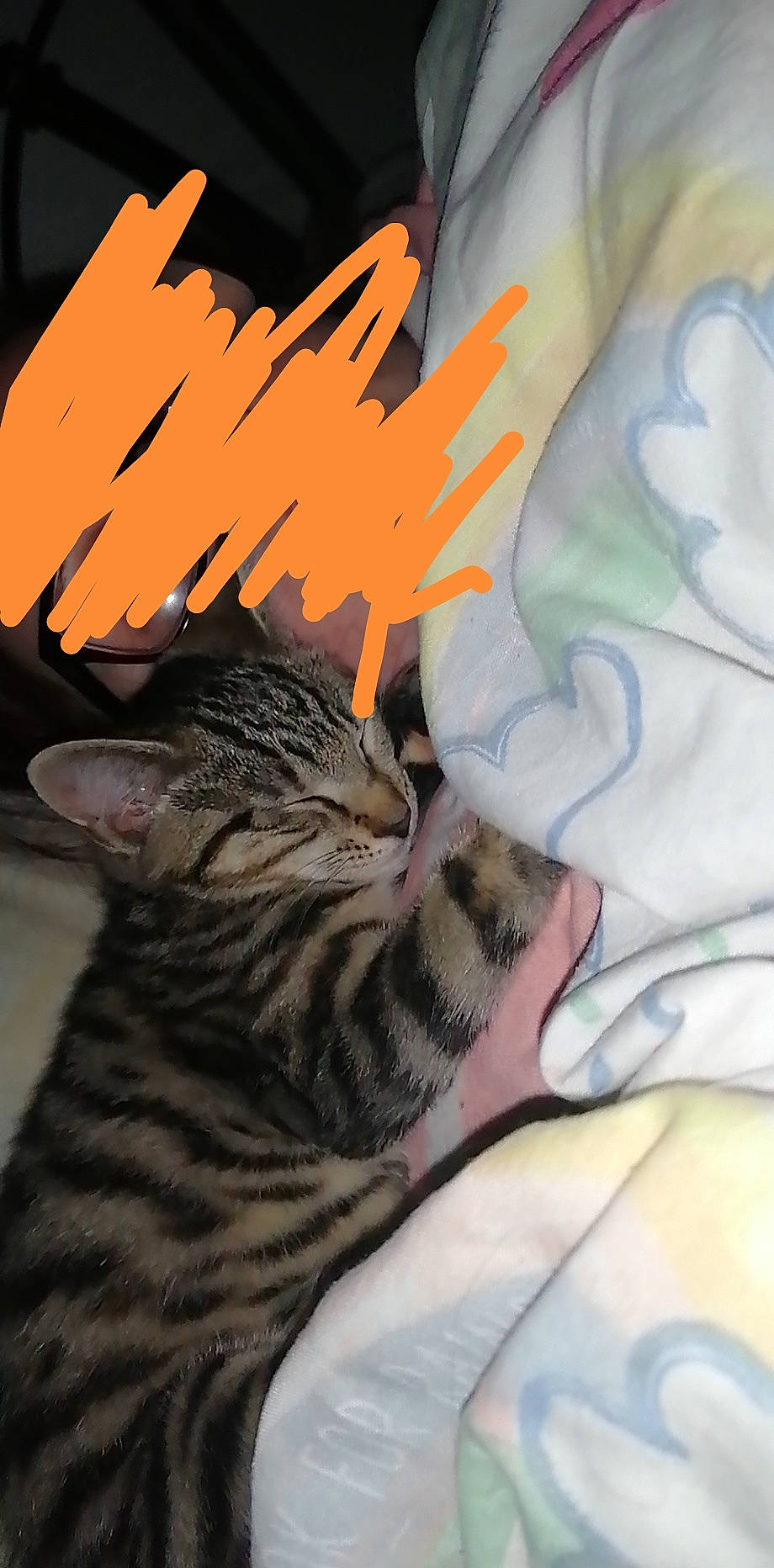 Tabitha joined the competition — help win amazing prizes! american_shorthair, asian, california_spangled, carnivore, cat, domestic_short_haired_cat, dragon_li, egyptian_mau, european_shorthair, felidae, kitten, mammal, ocicat, small_to_medium_sized_cats, snout, tabby_cat, toyger, whiskers