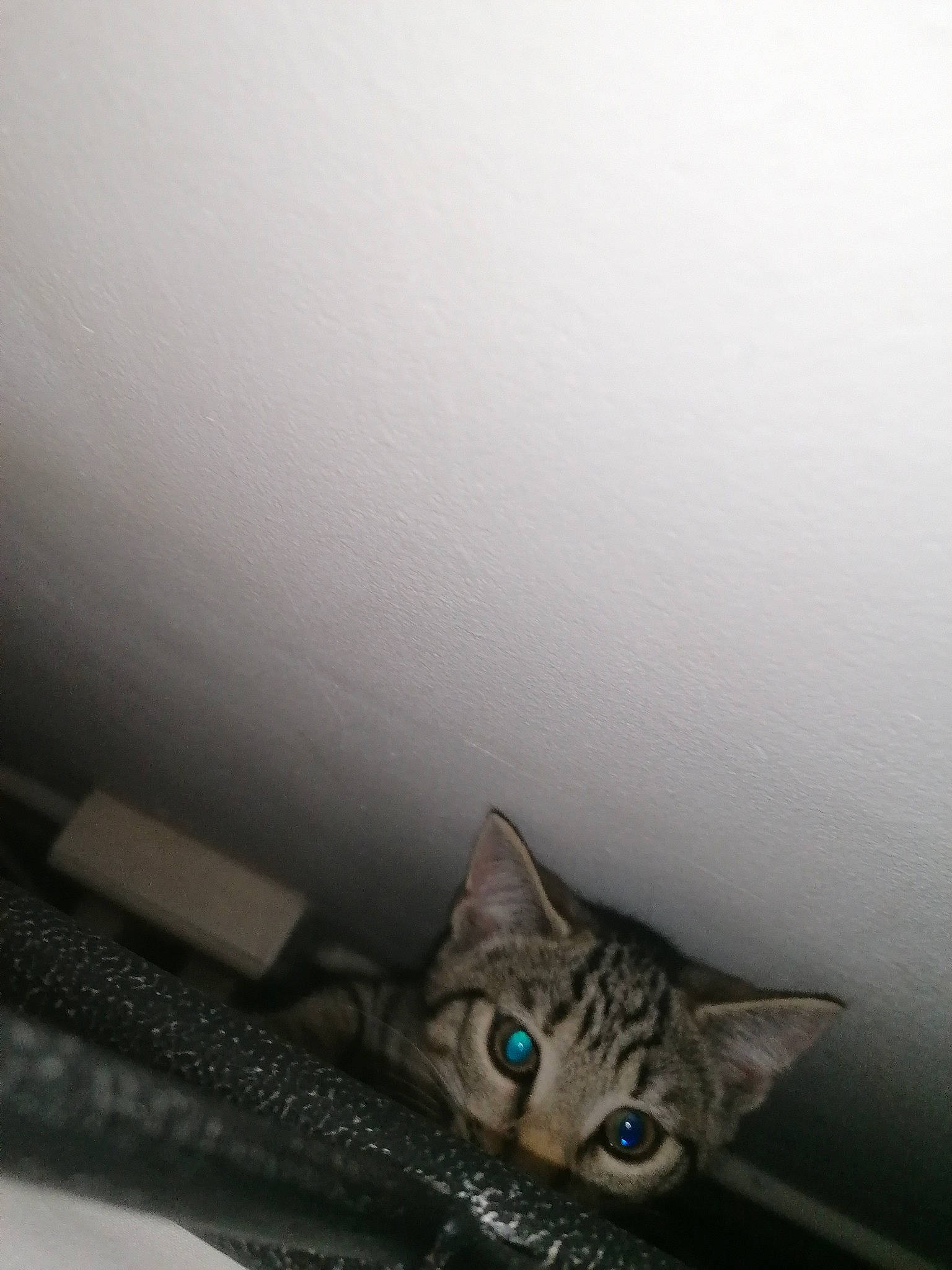 Tabitha is registered to the contest to win money with this photo: aegean_cat, asian, bengal, carnivore, cat, domestic_short_haired_cat, dragon_li, european_shorthair, eye, fawn, felidae, fur, kitten, ocicat, ojos_azules, small_to_medium_sized_cats, snout, tabby_cat, whiskers