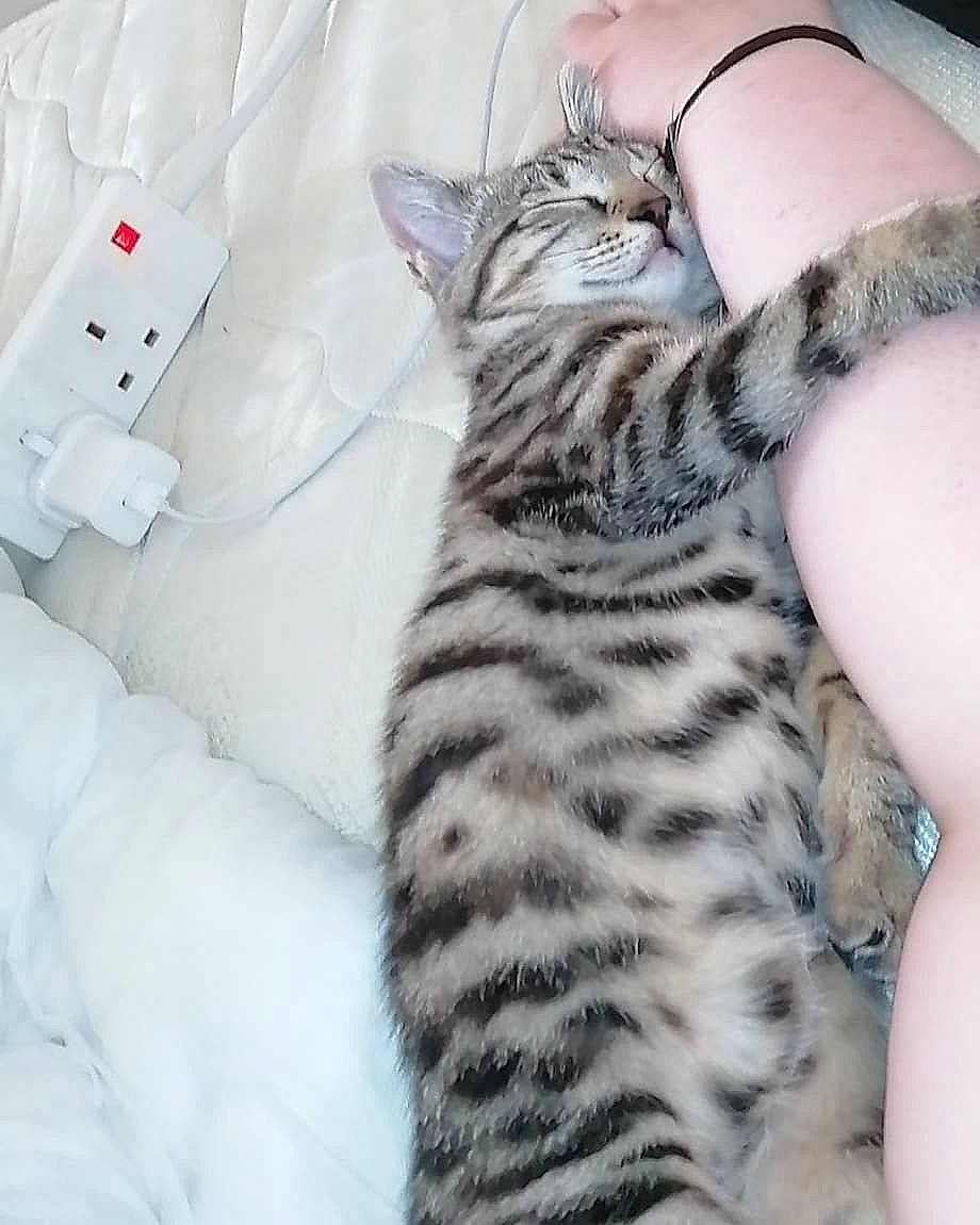 Tabitha is registered to the contest to win money with this photo: american_shorthair, asian, bengal, california_spangled, carnivore, cat, domestic_short_haired_cat, dragon_li, egyptian_mau, european_shorthair, felidae, fur, kitten, mammal, small_to_medium_sized_cats, tabby_cat, vertebrate, whiskers