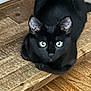 Ice joined the competition — help win amazing prizes! black_cat, cat, pet, animal, wooden_surface, indoor, curious, feline, ears, eyes, close_up, looking, resting, floor, fur, whiskers, domestic_cat, cute, alert, young_cat