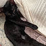 Ice is registered to the contest to win money with this photo: black_cat, cat, pet, animal, feline, indoor, cozy, blanket, knitted_blanket, bed, resting, paw, fur, relaxed, curious, stretching, cute, whiskers, ears, lying_down
