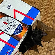 Ice is registered to the contest to win money with this photo: cat, black_cat, cardboard_box, beer_box, floor, wood_floor, curious, pet, animal, indoor, looking_up, mischievous, playful, container, packaging, close_up, domestic, feline, wide_eyes, torn_box