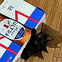 cat, black_cat, cardboard_box, beer_box, floor, wood_floor, curious, pet, animal, indoor, looking_up, mischievous, playful, container, packaging, close_up, domestic, feline, wide_eyes, torn_box