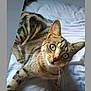 Milla a rejoint le concours — aidez-le/la à gagner de superbes lots ! cat, tabby, green_eyes, pet, animal, feline, bed, white_bed, indoor, fur, whiskers, ears, curious, lying_down, domestic_cat, mammal, cute, close_up, looking_at_camera, sleepy