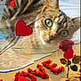 Milla a rejoint le concours — aidez-le/la à gagner de superbes lots ! cat, tabby, green_eyes, heart_graphics, rose, rose_petals, love, beach, sand, relaxed, closeup, pet, indoor, outdoor, romantic, overlay, whimsical, cozy, cute, feline