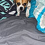 Piper is registered to the contest to win money with this photo: puppy, dog, bed, blanket, pattern, brown, white, animal, pet, indoor, fur, cute, small, looking, person, hand, resting, fabric, comfort, cozy