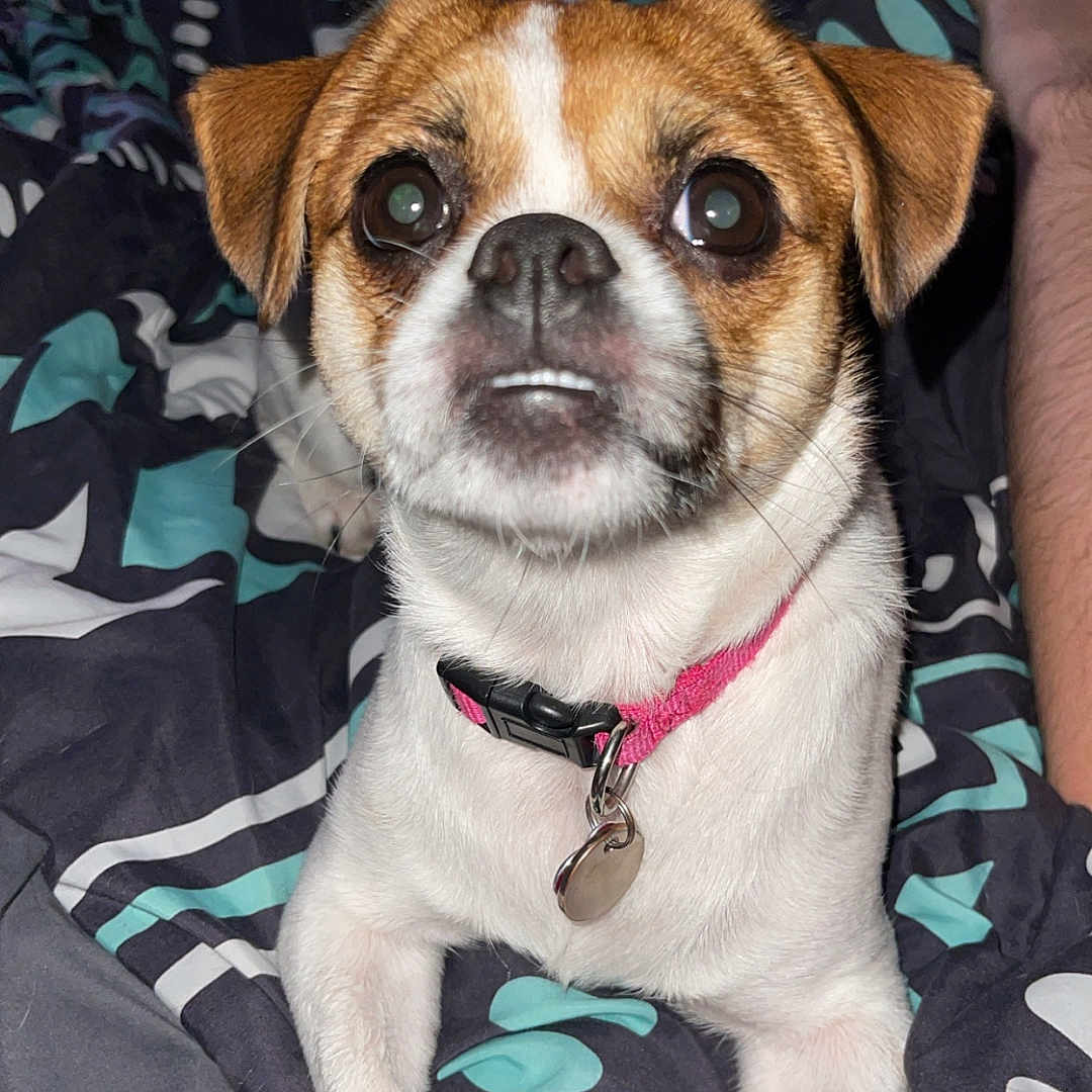 Piper joined the competition — help win amazing prizes! animal, bed, blanket, brown_fur, collar, companion, cute, dog, domestic_animal, ears, face, front_paws, fur, indoor, looking, pet, resting, small_dog, tag, white_fur