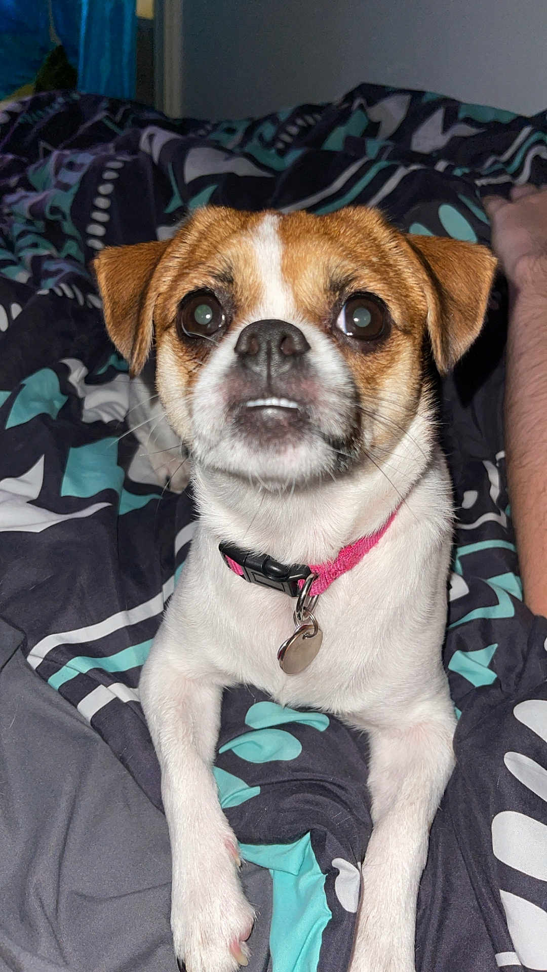 Piper
