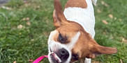 Piper is registered to the contest to win money with this photo: dog, grass, leash, outdoor, pet, small_dog, brown_and_white, playful, motion_blur, shaking, mouth_open, ears_flapping, sidewalk, nature, animal, canine, funny, active, daytime, park