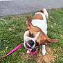 dog, grass, leash, outdoor, pet, small_dog, brown_and_white, playful, motion_blur, shaking, mouth_open, ears_flapping, sidewalk, nature, animal, canine, funny, active, daytime, park