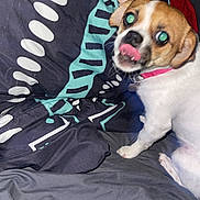Piper is registered to the contest to win money with this photo: dog, bed, blanket, person, sleeping, paw, collar, indoor, pet, cute, animal, face, fur, tongue, resting, hand, pattern, cover, room, young_adult