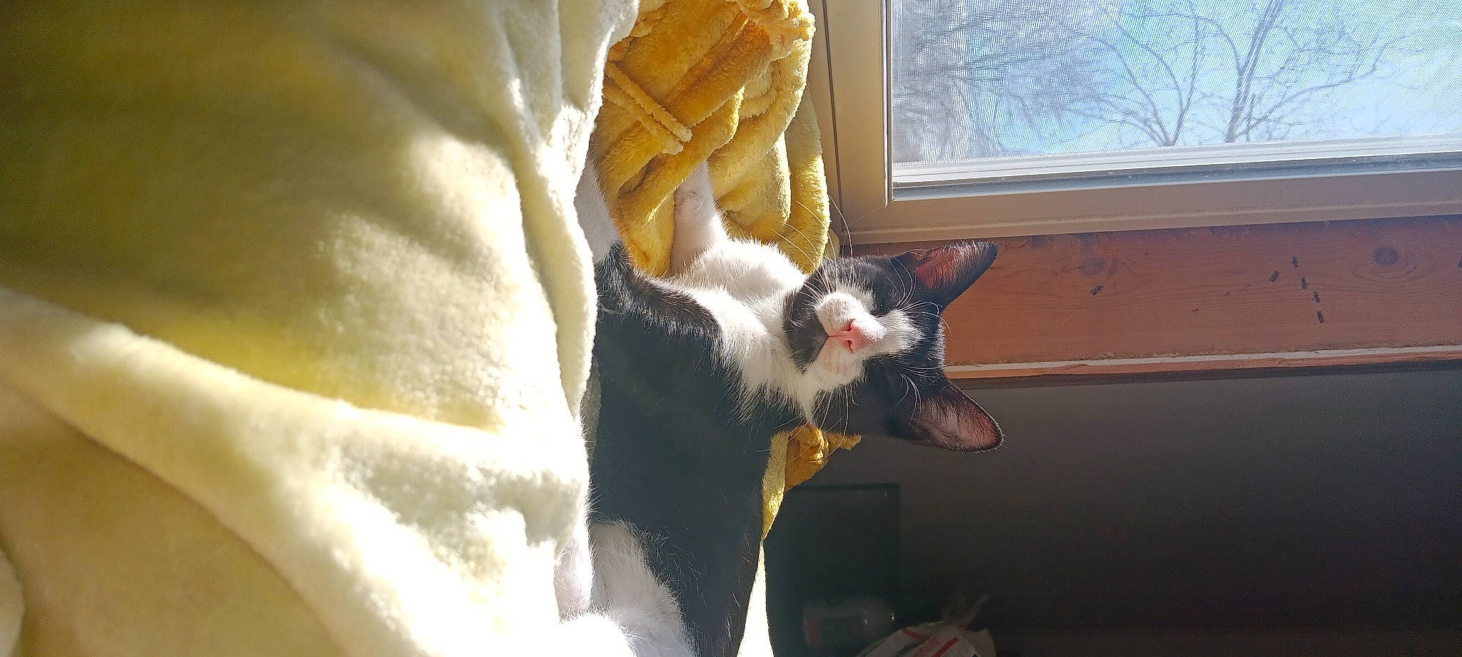 Lokijo Raven is registered to the contest to win money with this photo: canidae, carnivore, cat, claw, comfort, companion_dog, domestic_short_haired_cat, eye, fawn, felidae, fur, paw, plant, small_to_medium_sized_cats, snout, tail, terrestrial_animal, tree, whiskers, window