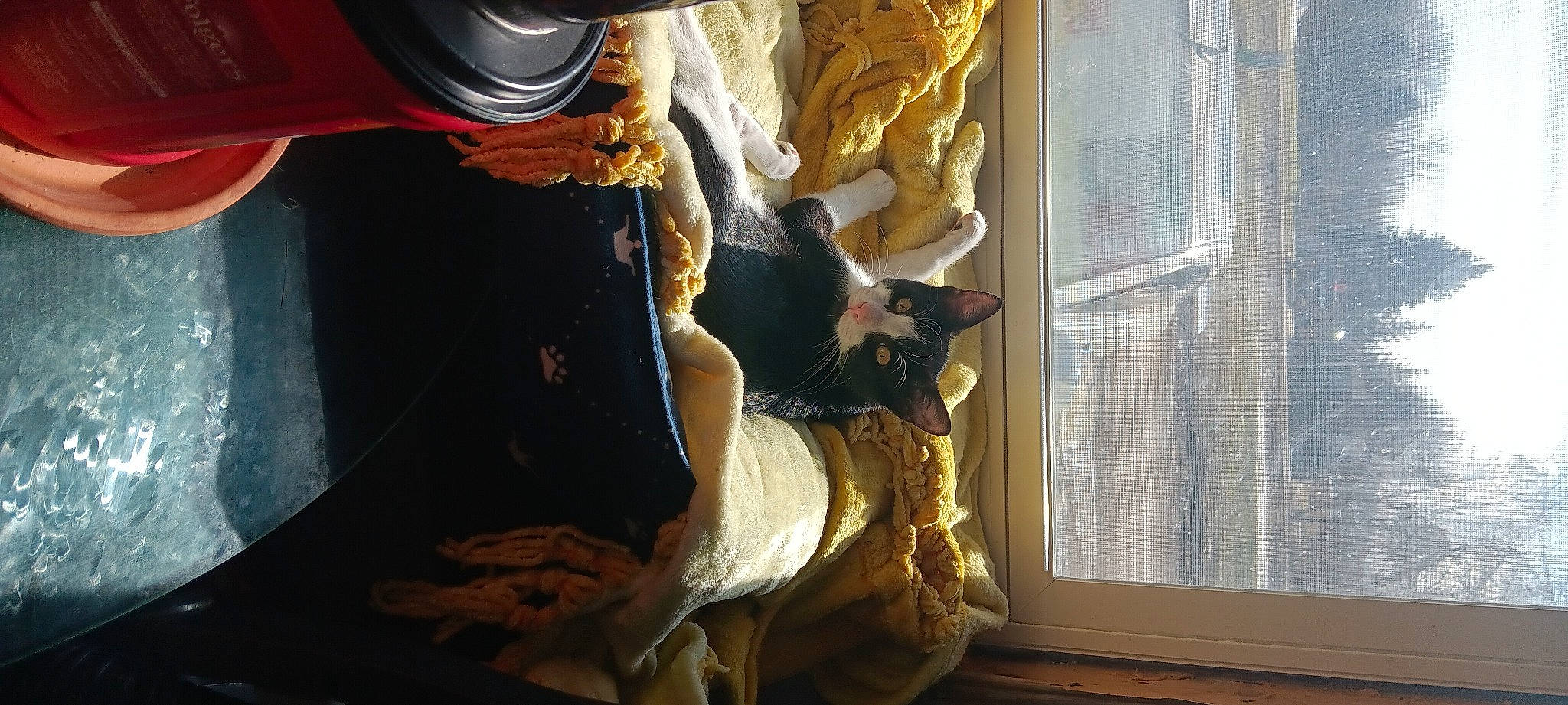 Lokijo Raven joined the competition — help win amazing prizes! art, camera, carving, felidae, fur, hat, metal, mythology, room, sculpture, statue, tints_and_shades, visual_arts, window, wood