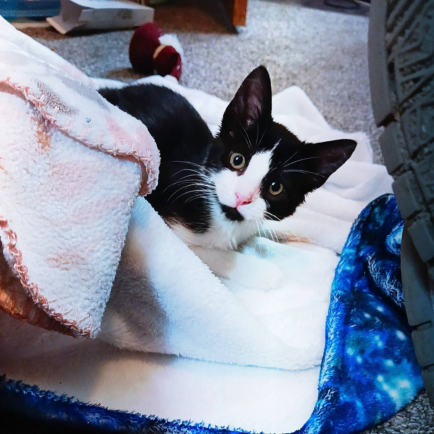 Lokijo Raven joined the competition — help win amazing prizes! automotive_tire, blue, box, carmine, carnivore, cat, comfort, domestic_short_haired_cat, electric_blue, felidae, fur, linens, paw, small_to_medium_sized_cats, snout, tail, tire_care, tread, whiskers, window