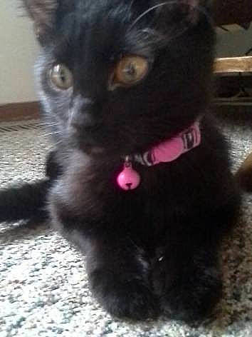 Skillet joined the competition — help win amazing prizes! black_cat, canidae, carnivore, cat, claw, collar, companion_dog, dog_breed, domestic_short_haired_cat, ear, fawn, felidae, fur, paw, small_to_medium_sized_cats, snout, tail, terrestrial_animal, whiskers, working_animal