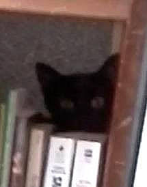 Skillet joined the competition — help win amazing prizes! black_cat, bombay, book, carnivore, cat, domestic_short_haired_cat, felidae, fur, hardwood, publication, room, shelf, small_to_medium_sized_cats, snout, tail, terrestrial_animal, whiskers, wood