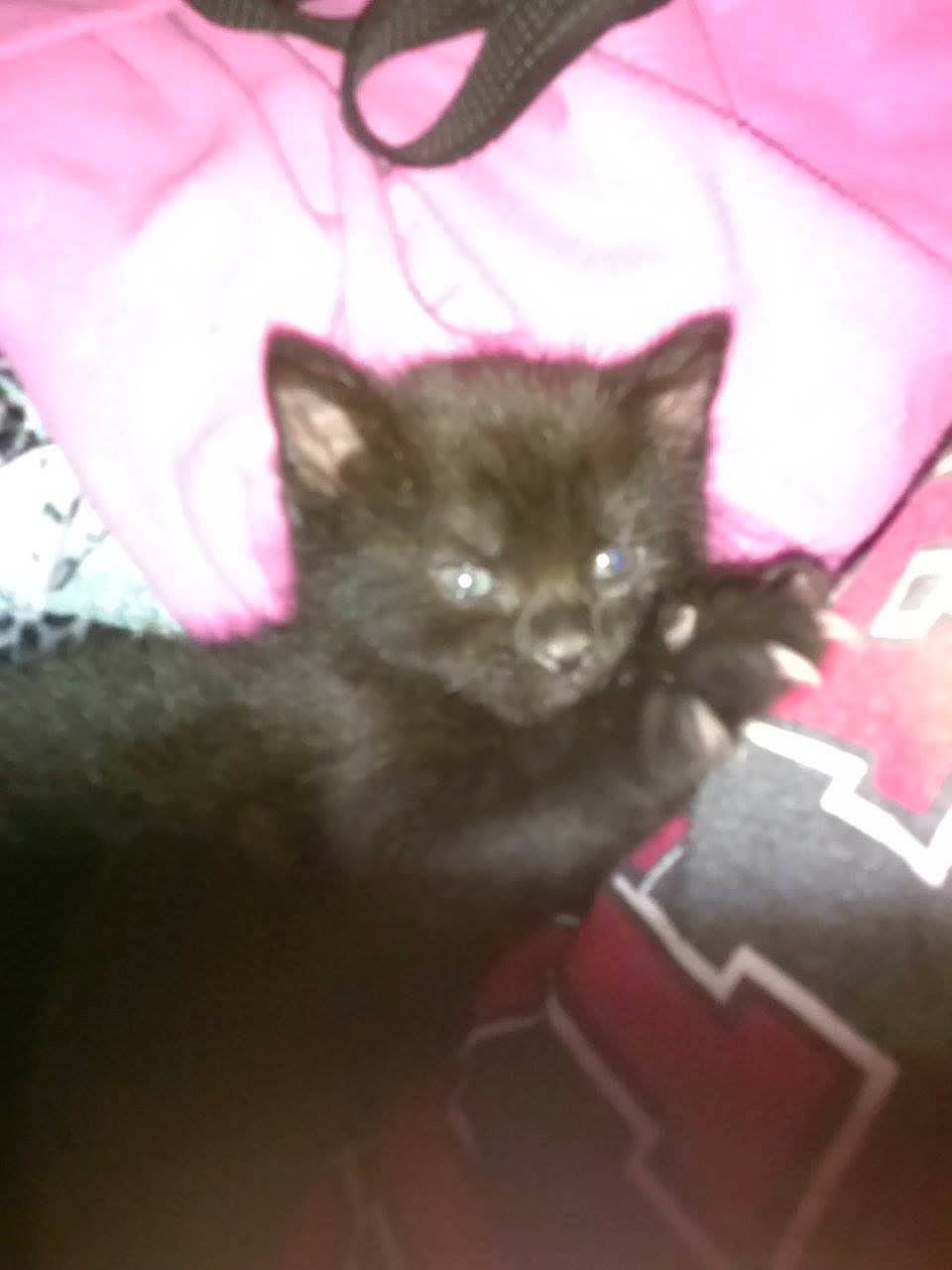 Skillet is registered to the contest to win money with this photo: black_cat, carnivore, cat, claw, comfort, domestic_short_haired_cat, fawn, felidae, fur, grey, magenta, plant, small_to_medium_sized_cats, snout, tail, terrestrial_animal, whiskers