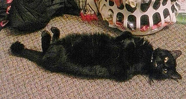 Skillet is registered to the contest to win money with this photo: carpet, circle, dog_breed, door_mat, fashion_accessory, fiber, flooring, fur, pattern, rug, shadow, tail, terrestrial_animal, wool, woolen