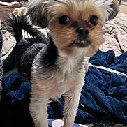 Sadie is registered to the contest to win money with this photo: dog, small_dog, pet, indoor, blanket, furniture, curious, fur, polka_dot, cozy, bedroom, animal, companion, cute, standing, looking, eyeballs, tail, ears, face
