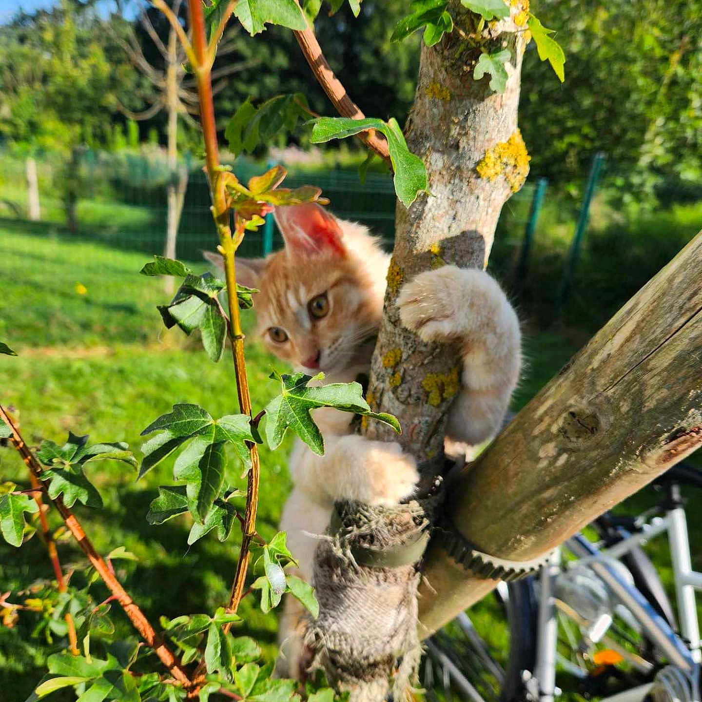Rookie participe au concours pour gagner de l'argent avec cette photo : animal, bicycle, cat, grass, herbal, herbs, kitten, land, leaf, nature, oak, outdoors, pet, plant, sycamore, transportation, tree, vegetation, vehicle, wood