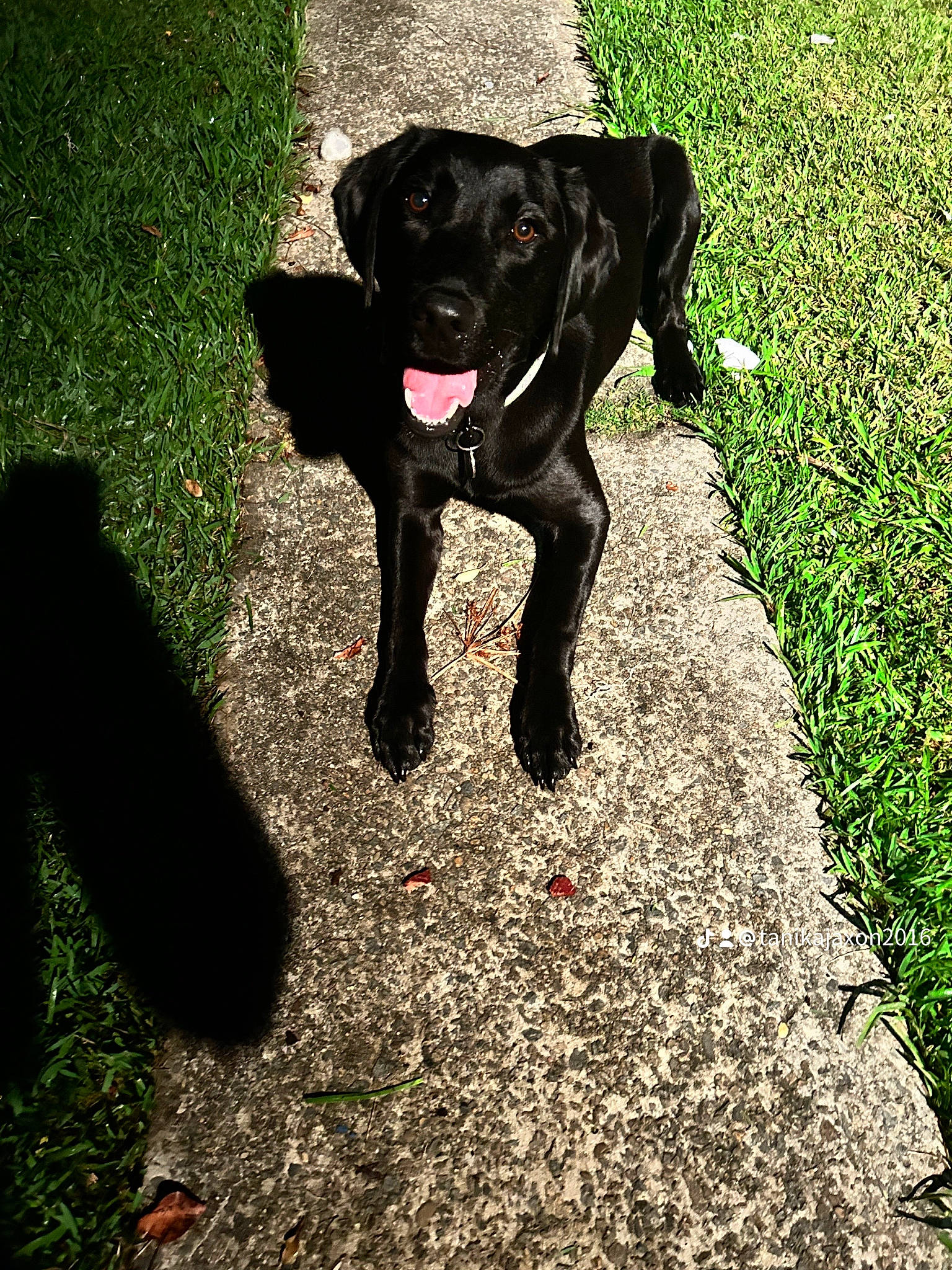 Kiwi is registered to the contest to win money with this photo: borador, canidae, carnivore, companion_dog, dog, dog_breed, dog_collar, grass, groundcover, guard_dog, gun_dog, plant, retriever, road_surface, shadow, soil, sporting_group, tail, tints_and_shades, working_animal