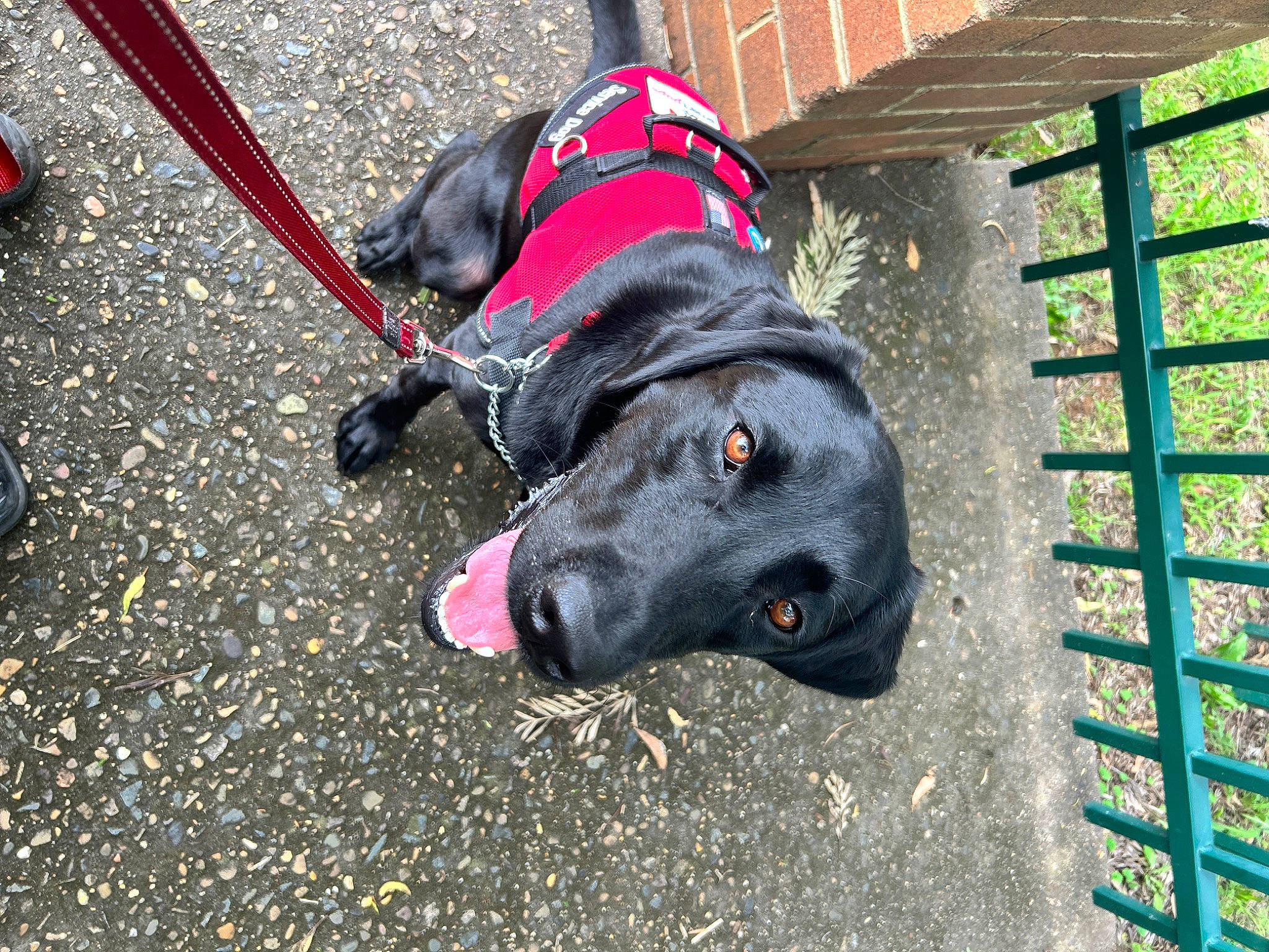 Kiwi is registered to the contest to win money with this photo: borador, canidae, carmine, carnivore, collar, companion_dog, dog, dog_breed, dog_collar, dog_supply, fashion_accessory, fawn, guard_dog, leash, non_sporting_group, pet_supply, snout, sporting_group, working_animal, working_dog