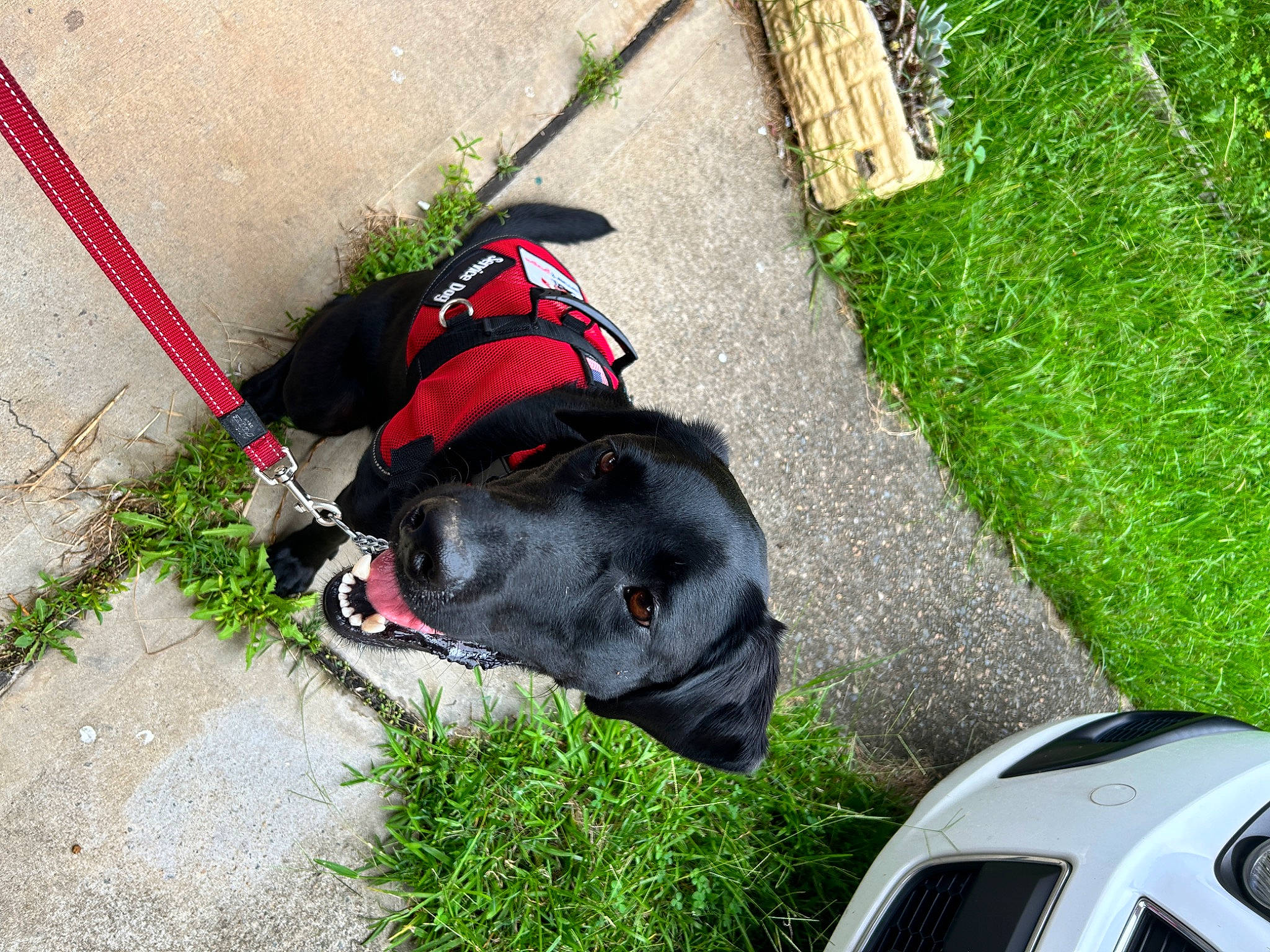 Kiwi is registered to the contest to win money with this photo: automotive_exterior, automotive_lighting, carnivore, collar, dog, dog_breed, dog_collar, family_car, fashion_accessory, fender, grass, hood, leash, motor_vehicle, personal_protective_equipment, pet_supply, plant, sporting_group, vehicle, working_animal