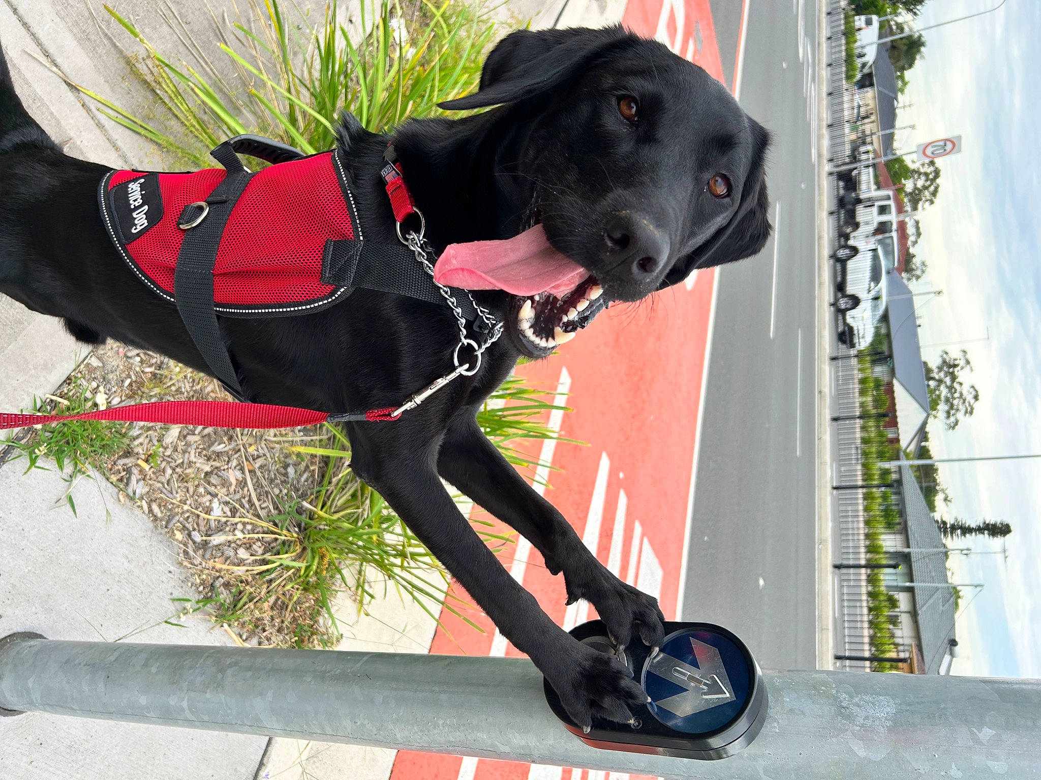 Kiwi is registered to the contest to win money with this photo: borador, carmine, carnivore, collar, companion_dog, dog, dog_breed, dog_collar, dog_supply, fashion_accessory, gun_dog, human_leg, leash, personal_protective_equipment, pet_supply, plant, sky, snout, sporting_group, working_animal