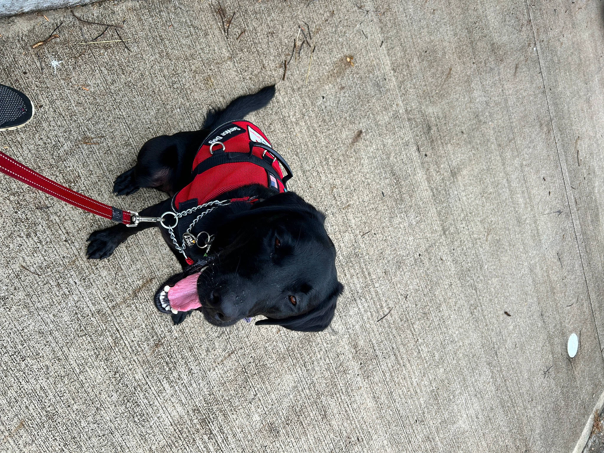 Kiwi joined the competition — help win amazing prizes! asphalt, canidae, carmine, carnivore, collar, concrete, dog, dog_breed, dog_collar, dog_supply, fashion_accessory, leash, magenta, pet_supply, road_surface, sand, shadow, snout, sporting_group, working_animal