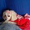 Annabelle is registered to the contest to win money with this photo: animal, bag, canine, clothing, coat, cockerspaniel, couch, dog, dress, eskimodog, fashion, flower, formalwear, furniture, gown, pet, poodle, puppy, terrier, whitedog