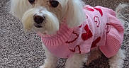 Annabelle is registered to the contest to win money with this photo: accessories, animal, canine, clothing, cockerspaniel, couch, dog, eskimodog, furniture, hat, hoodie, knitwear, pet, poodle, puppy, strap, sweater, sweatshirt, terrier, whitedog