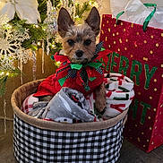 Taz is registered to the contest to win money with this photo: basket, blanket, bow_tie, celebration, christmas_tree, cozy, cute, decorations, dog, festive, floor, gift_bag, holiday, holiday_season, indoor, lights, ornaments, pet, pine_tree, red_sweater