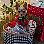 Taz joined the competition — help win amazing prizes! basket, blanket, bow, christmas_lights, christmas_tree, cozy, cute, decor, dog, festive, floor, gift_bag, holiday, holiday_decorations, indoor, ornaments, pet, pine_tree, red_sweater, small_dog