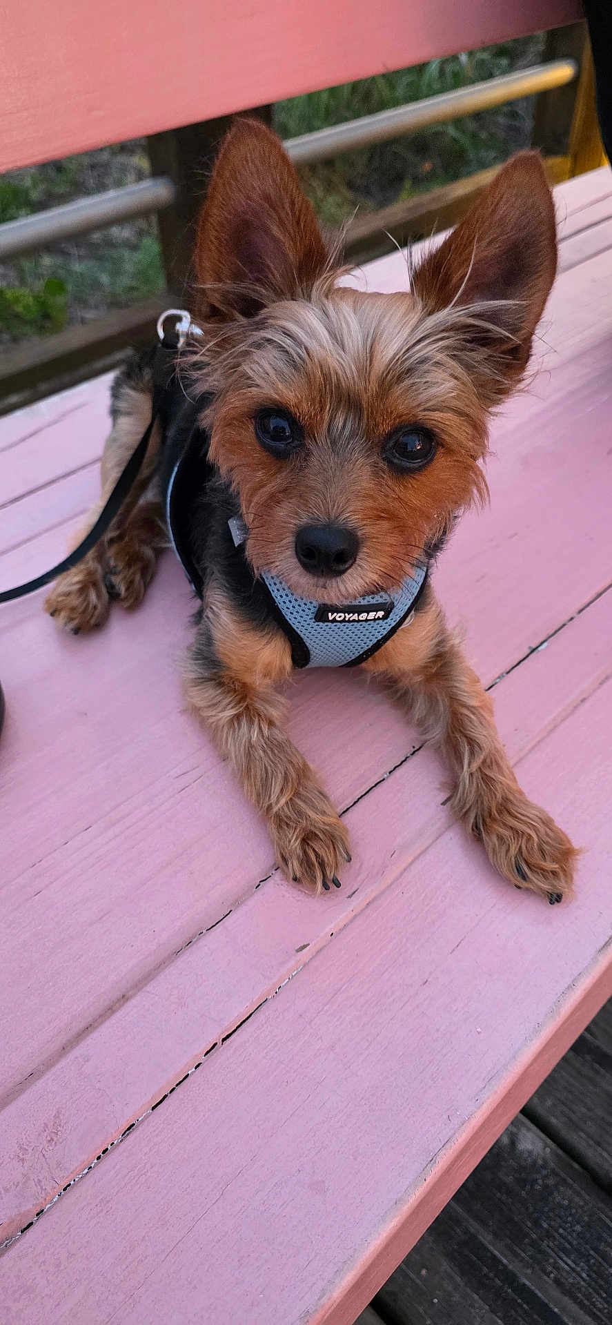 Taz