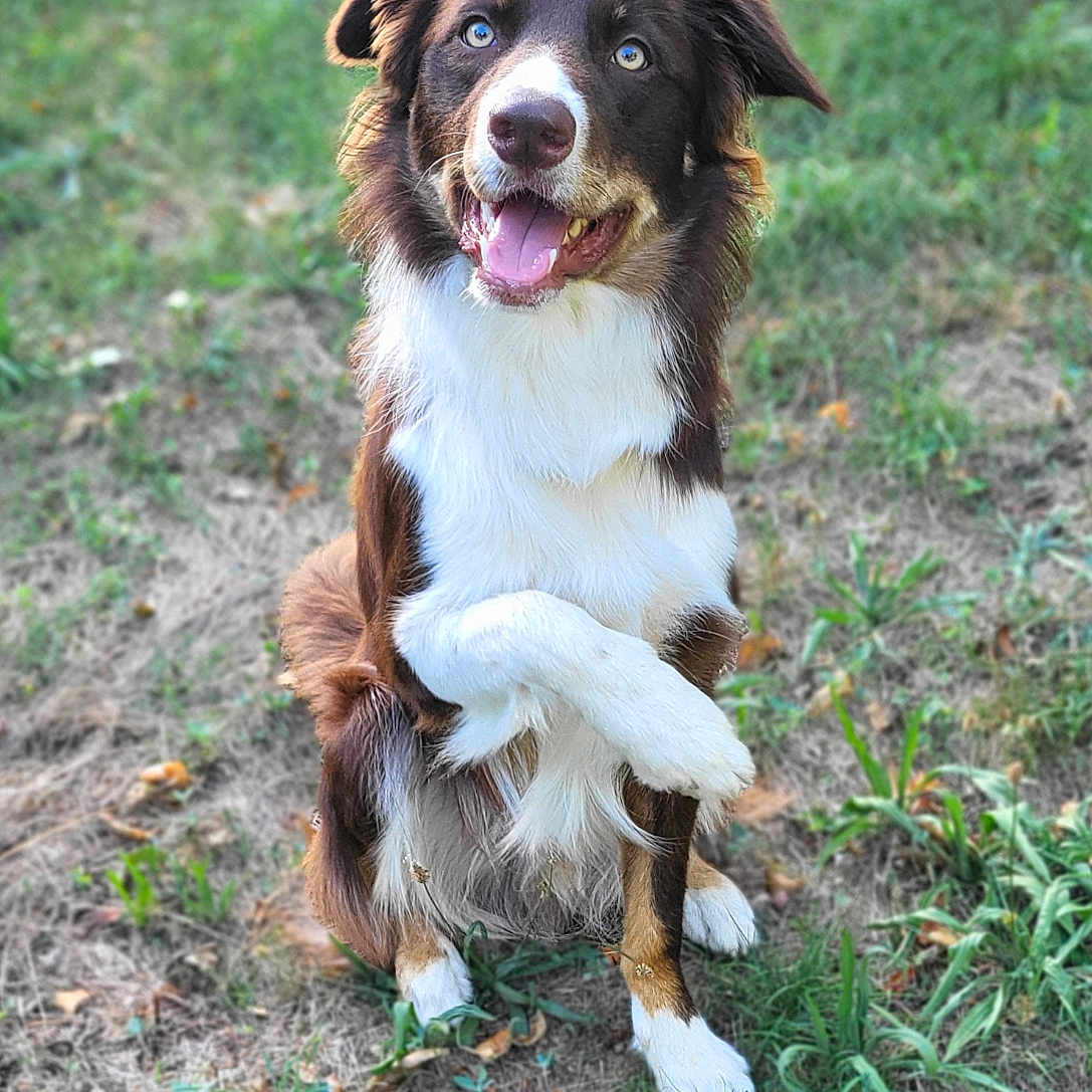 Border a rejoint le concours — aidez-le/la à gagner de superbes lots ! animal_portrait, brown_dog, crossed_paws, dog, floppy_ears, garden, grass, ground, happy, long_fur, natural_light, open_mouth, outdoor, pet, playful, sitting, smiling, tongue, upright_pose, white_chest