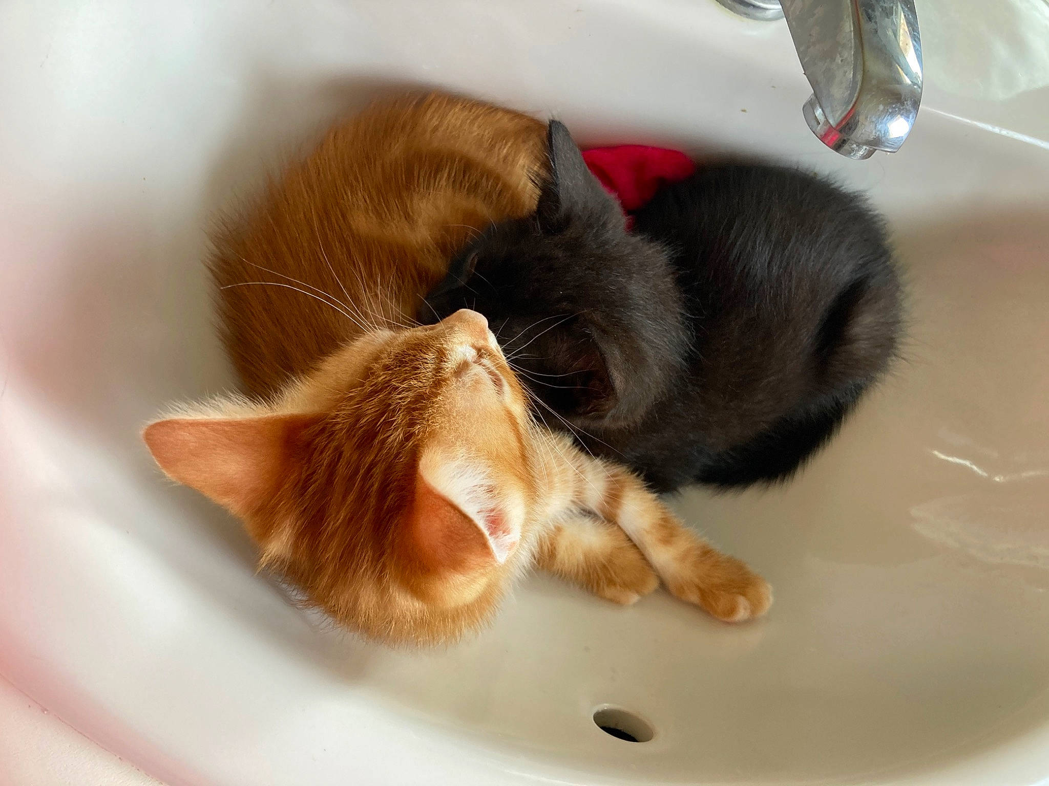 Tigron Lucifer participe au concours pour gagner de l'argent avec cette photo : bathroom, carnivore, cat, claw, comfort, domestic_short_haired_cat, fawn, felidae, fluid, foot, fur, paw, plumbing, plumbing_fixture, sink, small_to_medium_sized_cats, snout, tail, tap, whiskers