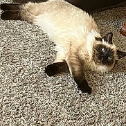 Frisky is registered to the contest to win money with this photo: animal, carpet, cat, cozy, cream_colored, dark_face, dark_paws, eyes, feline, fluffy, fur, home, indoor, laying_down, mammal, pet, relaxed, resting, siamese, whiskers