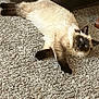 animal, carpet, cat, cozy, cream_colored, dark_face, dark_paws, eyes, feline, fluffy, fur, home, indoor, laying_down, mammal, pet, relaxed, resting, siamese, whiskers