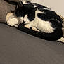 cat, black_and_white, sleeping, cozy, cushion, blanket, indoor, pet, fur, resting, domestic_animal, feline, cute, animal, comfort, home, relaxation, paw, tail, soft