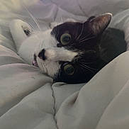 Raven participe au concours pour gagner de l'argent avec cette photo : cat, black_and_white_cat, blanket, bed, indoor, cozy, curious, wide_eyes, fur, whiskers, resting, close_up, comfort, soft, domestic_cat, pet, animal, sleepy, relaxation, television