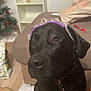 dog, black_dog, goggles, indoor, furniture, couch, floor, christmas_tree, decor, collar, pet, canine, household, living_room, box, paper, bag, red_marker, wooden_floor, curious