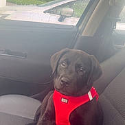Shadow a rejoint le concours — aidez-le/la à gagner de superbes lots ! puppy, dog, black_dog, car_interior, car_seat, red_harness, pet, rain, raindrops, window, vehicle, side_mirror, outdoor, daytime, cute, animal, sitting, leash, canine, domestic_animal
