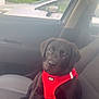 puppy, dog, black_dog, car_interior, car_seat, red_harness, pet, rain, raindrops, window, vehicle, side_mirror, outdoor, daytime, cute, animal, sitting, leash, canine, domestic_animal