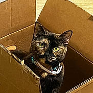 Monét is registered to the contest to win money with this photo: animal, black, box, brown, cardboard, cat, close_up, collar, cute, ears, feline, fur, green_eyes, indoors, pet, portrait, shipping_box, sitting, tortoiseshell_cat, whiskers
