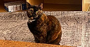 Monét joined the competition — help win amazing prizes! basket, bookshelf, brown_fur, cables, cat, collar, countertop, dvd_player, electronics, feline, furniture, green_eyes, home, indoors, pet, portrait, shelf, sitting, storage, tortoiseshell_cat
