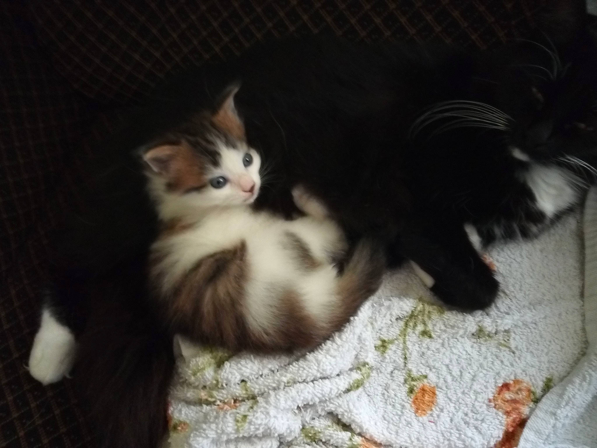 Meringue a rejoint le concours — aidez-le/la à gagner de superbes lots ! black_and_white, carnivore, cat, european_shorthair, felidae, fur, kitten, mammal, norwegian_forest_cat, polydactyl_cat, skin, small_to_medium_sized_cats, tail, whiskers