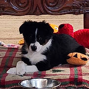 Stryker is registered to the contest to win money with this photo: puppy, dog, black_and_white, plush_toys, cushion, plaid, food_bowl, carpet, wooden_table, indoor, pet, cute, lying_down, toy, decor, animal, small_dog, resting, cozy, floor