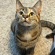 Stella joined the competition — help win amazing prizes! cat, tabby, yellow_eyes, whiskers, fur, pet, animal, curious, indoor, carpet, striped, sitting, closeup, attention, cute, feline, domestic, looking_up, soft, young_cat