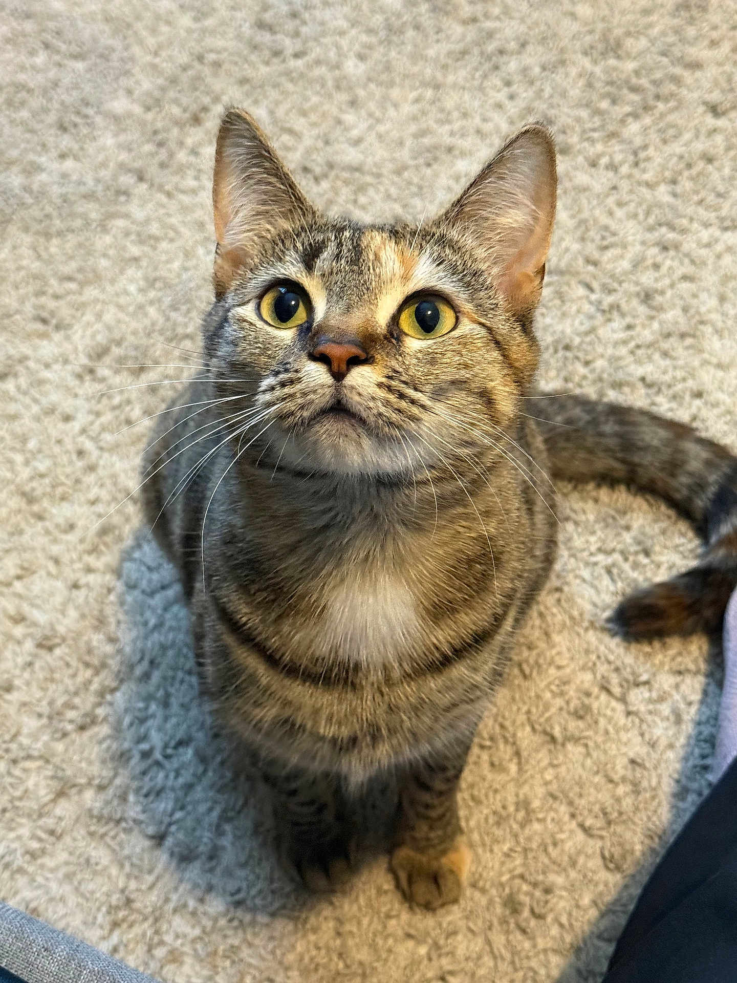 Stella joined the competition — help win amazing prizes! cat, tabby, yellow_eyes, whiskers, fur, pet, animal, curious, indoor, carpet, striped, sitting, closeup, attention, cute, feline, domestic, looking_up, soft, young_cat